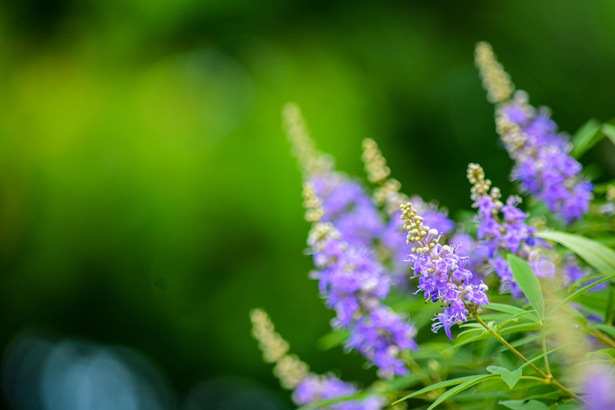 niepokalanek pospolity